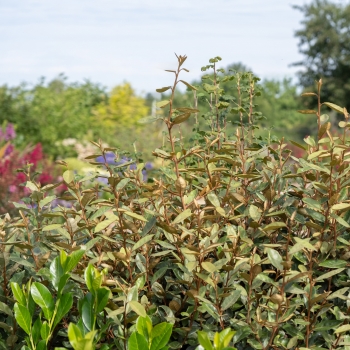 Elaeagnus - ebbingei - Taneo - Ladet